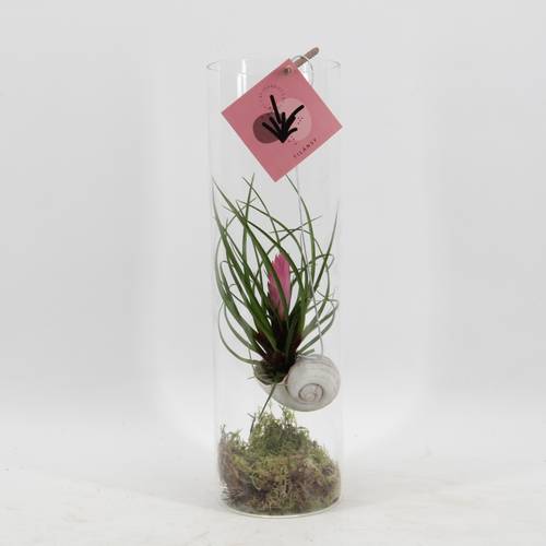 Tillandsia Snaily Cyanea Glass T11 H38