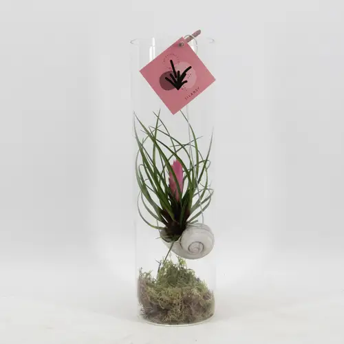 Tillandsia Snaily Cyanea Glass T11 H38
