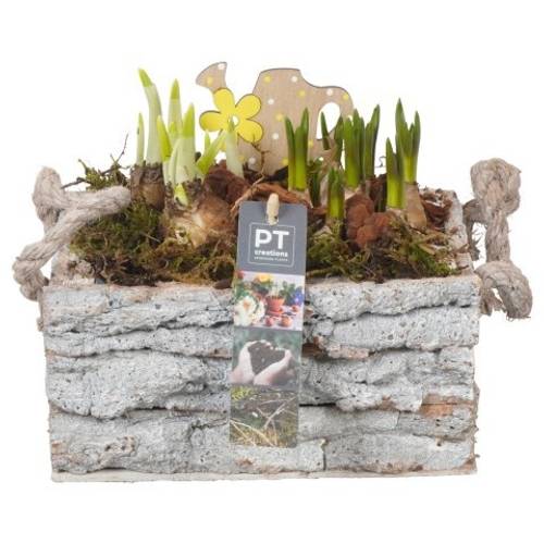 Zwiebel.Arr mix PTBM3915 T20 H019