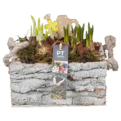 Zwiebel.Arr mix PTBM3915 T20 H019