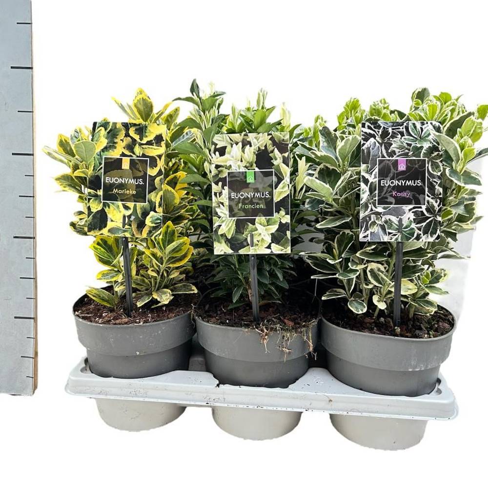 Euonymus Jap.mix T15 H025