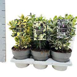 Euonymus Jap.mix T15 H025