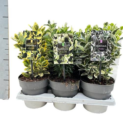 Euonymus Jap.mix T15 H025