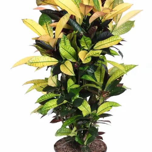 Codiaeum Variegatum Mrs Iceton T27 H100