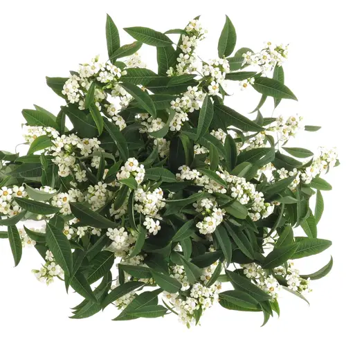 Euphorbia weiss Tros Kamm Blüte 15cm 80cm