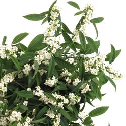 Euphorbia weiss Tros Kamm Blüte 15cm 80cm