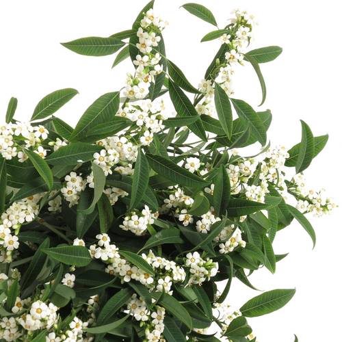 Euphorbia weiss Tros Kamm Blüte 15cm 80cm