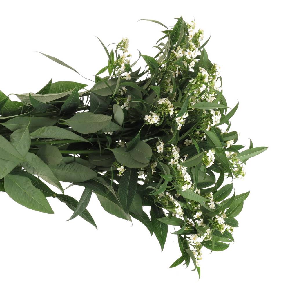 Euphorbia weiss Tros Kamm Blüte 15cm 80cm