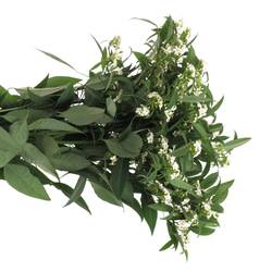 Euphorbia weiss Tros Kamm Blüte 15cm 80cm