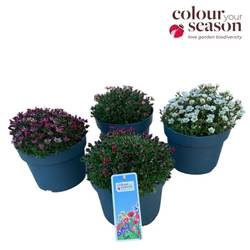 Saxifraga mix T19 H040