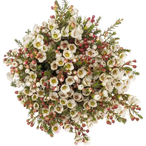 Wachsflower creme Moonlight Delight 45Gramm 70cm