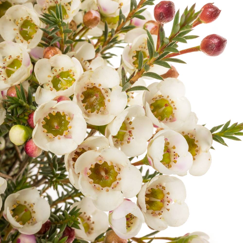 Wachsflower creme Moonlight Delight 45Gramm 70cm