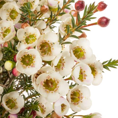 Wachsflower creme Moonlight Delight 45Gramm 70cm