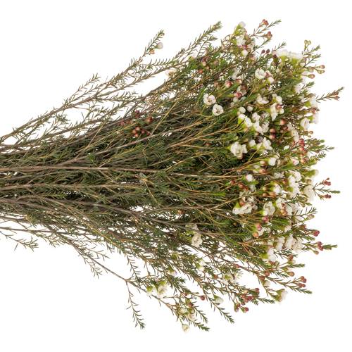 Wachsflower creme Moonlight Delight 45Gramm 70cm