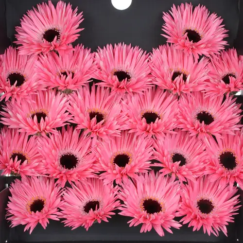Germini rosa/schwarz Spin Spectacle