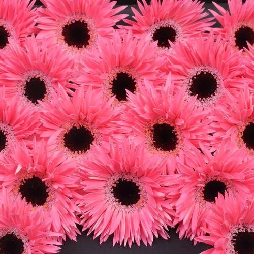 Germini rosa/schwarz Spin Spectacle