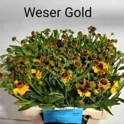 Helenium gelb/braun Weser Goldm55cm