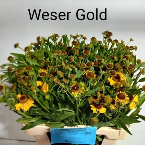 Helenium gelb/braun Weser Goldm55cm