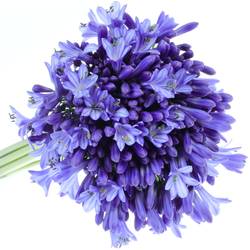 Agapanthus blau Donau 70cm