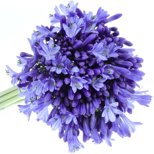 Agapanthus blau Donau 70cm