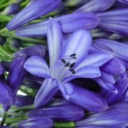 Agapanthus blau Donau 70cm