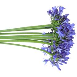 Agapanthus blau Donau 70cm
