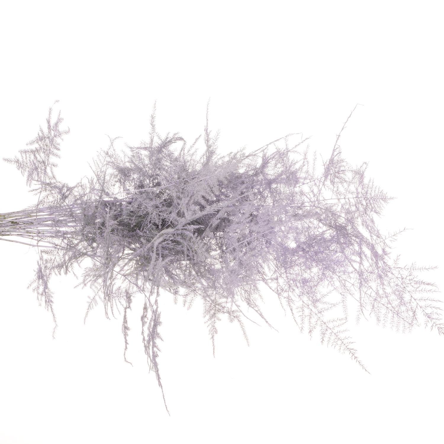 Plumosus milka gefärbt 45cm (x25)