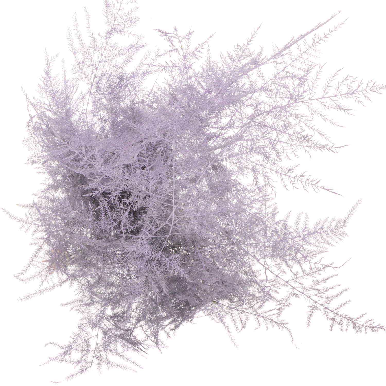 Plumosus milka gefärbt 45cm (x25)