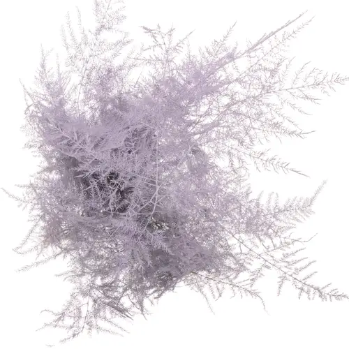 Plumosus milka gefärbt 45cm (x25)