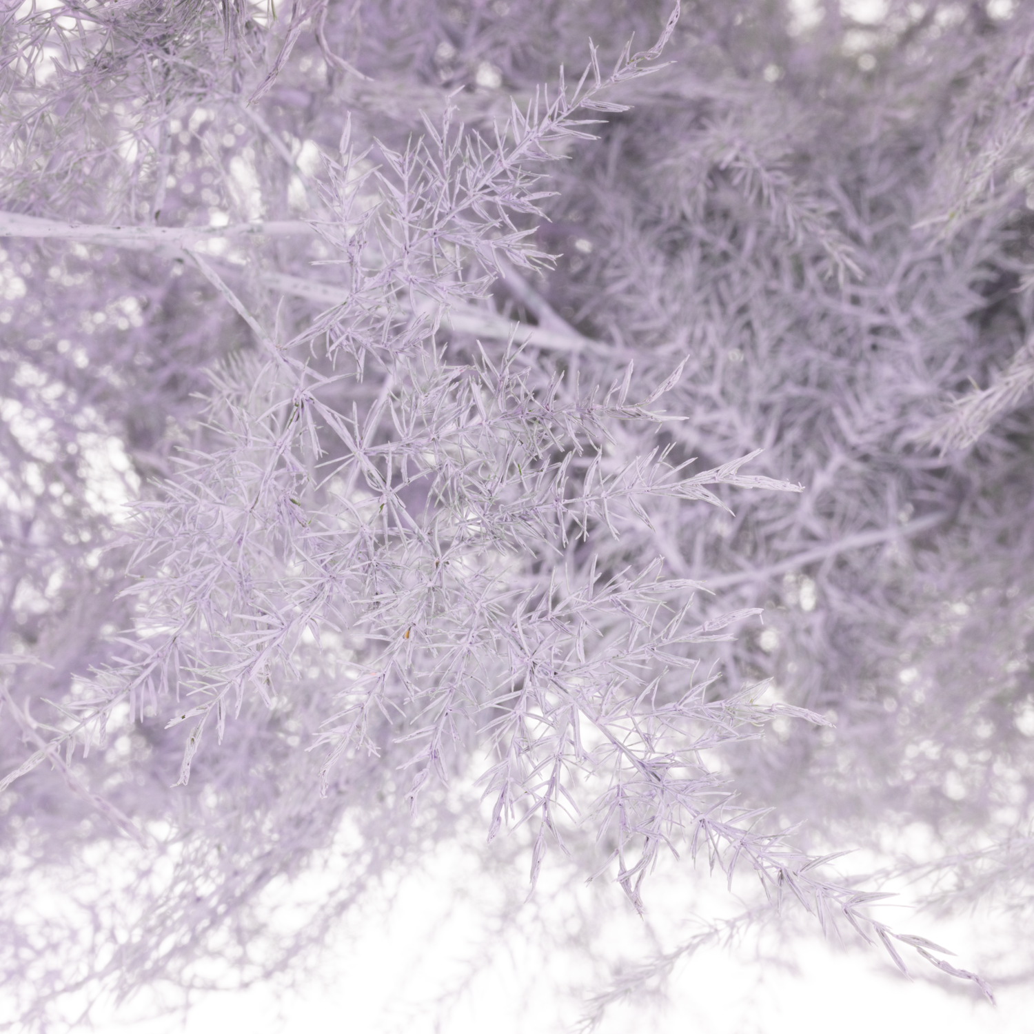 Plumosus milka gefärbt 45cm (x25)