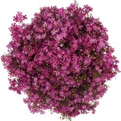 Wachsflower fuchsia Purple Pride 75 Gramm 80cm