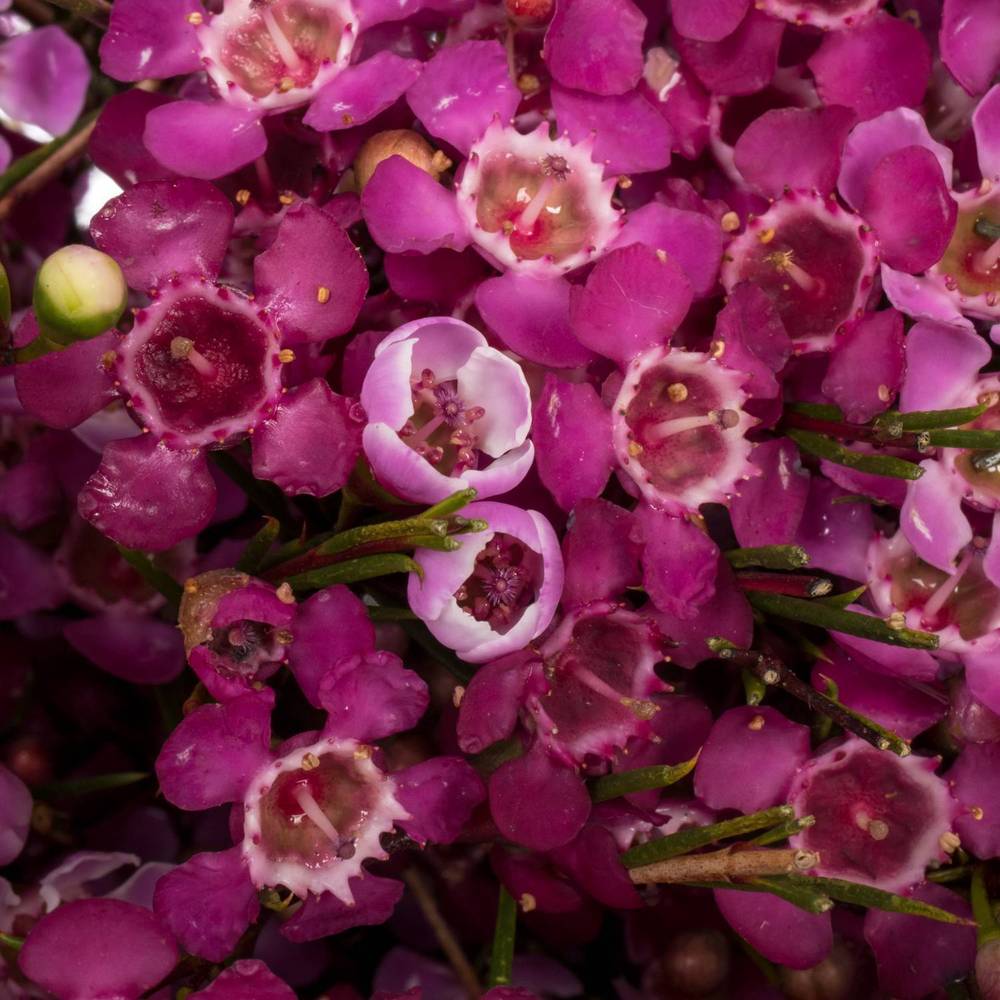 Wachsflower fuchsia Purple Pride 75 Gramm 80cm