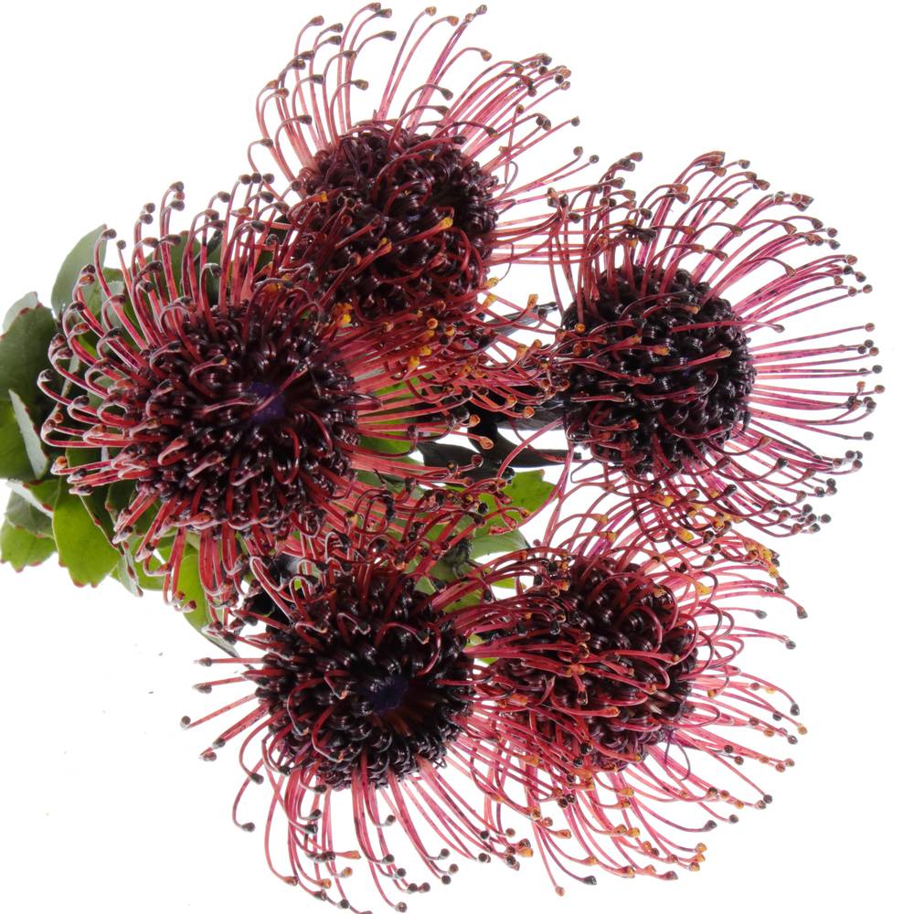 Nutans aubergine gefärbt 50cm