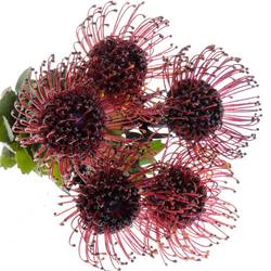 Nutans aubergine gefärbt 50cm