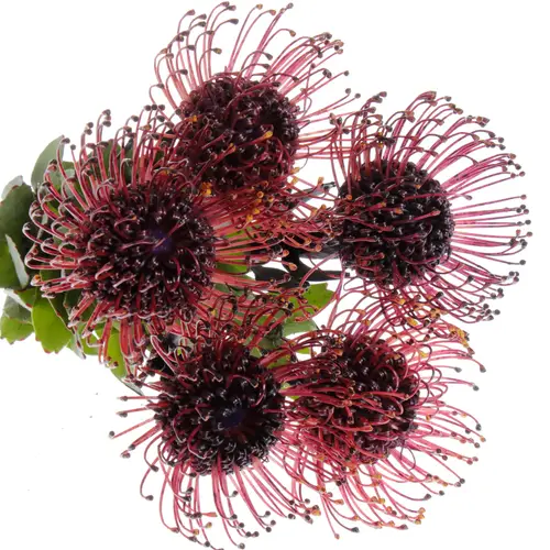 Nutans aubergine gefärbt 50cm