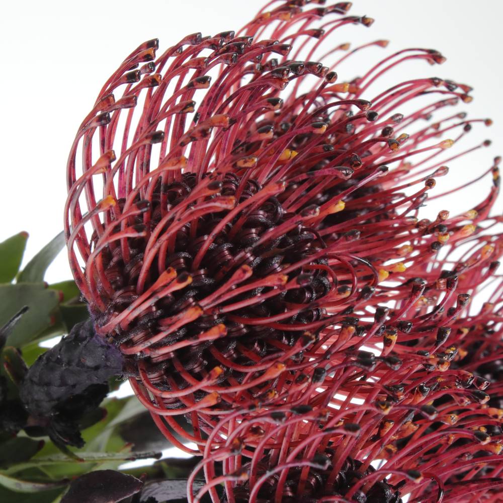 Nutans aubergine gefärbt 50cm