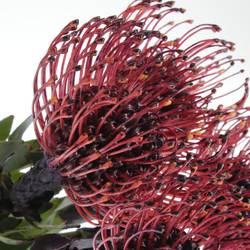 Nutans aubergine gefärbt 50cm