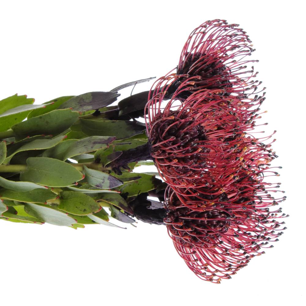 Nutans aubergine gefärbt 50cm