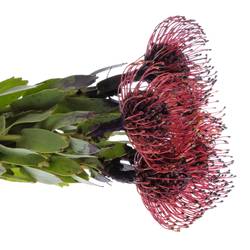 Nutans aubergine gefärbt 50cm