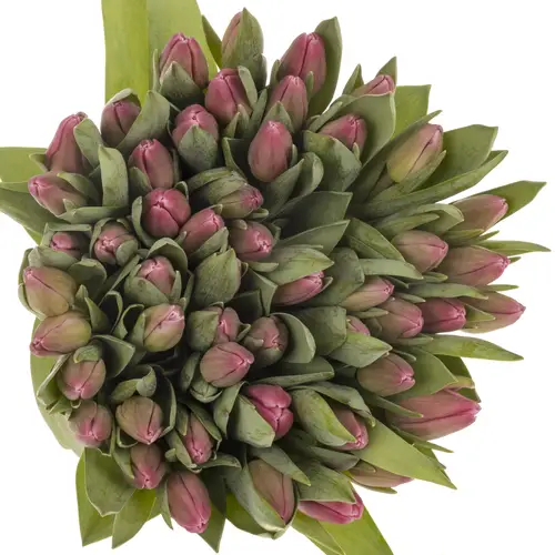 Tulpe pink Jumbo 36 Gramm