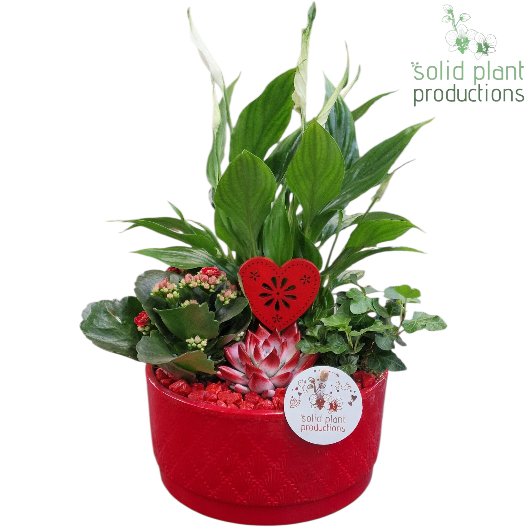 Spath.Arr Loes rot SE003 RV T18 H035