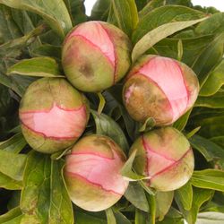 Pfingstrose rosa Salmon Saucer 50cm