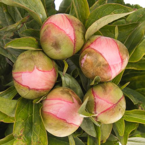 Pfingstrose rosa Salmon Saucer 50cm