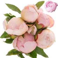 Pfingstrose rosa gefüllt Alertie Ex 45cm