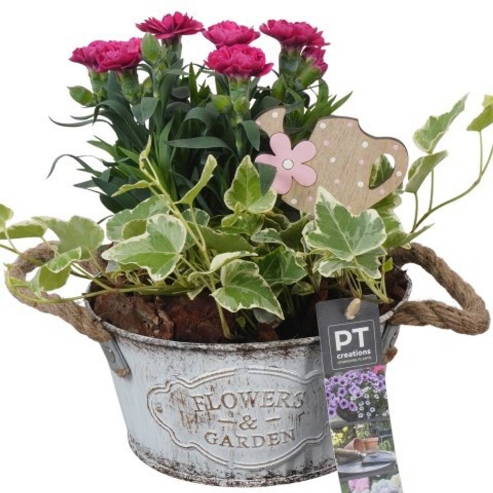 Garten.Arr PTPP6879 T16 H022