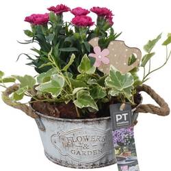 Garten.Arr PTPP6879 T16 H022