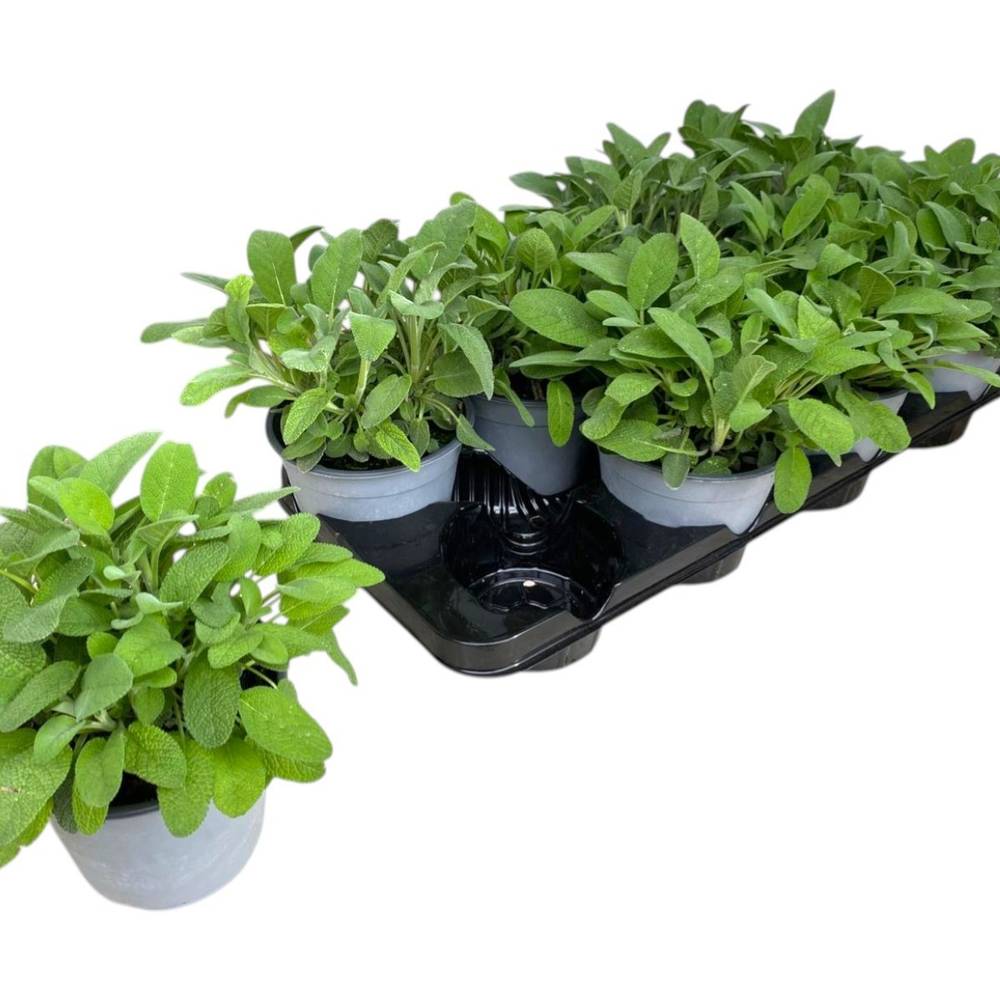 Salvia Officinalis T14 H025