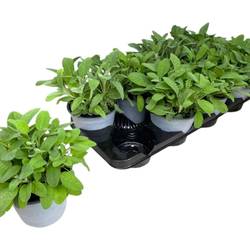 Salvia Officinalis T14 H025