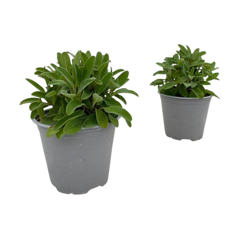 Salvia Officinalis T14 H25