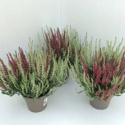 Calluna GG  Twin  T13 H27